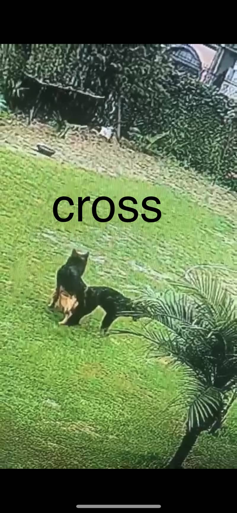 **Black GSD Puppies | Long Coat | 70 Days | Vaccinated** 6