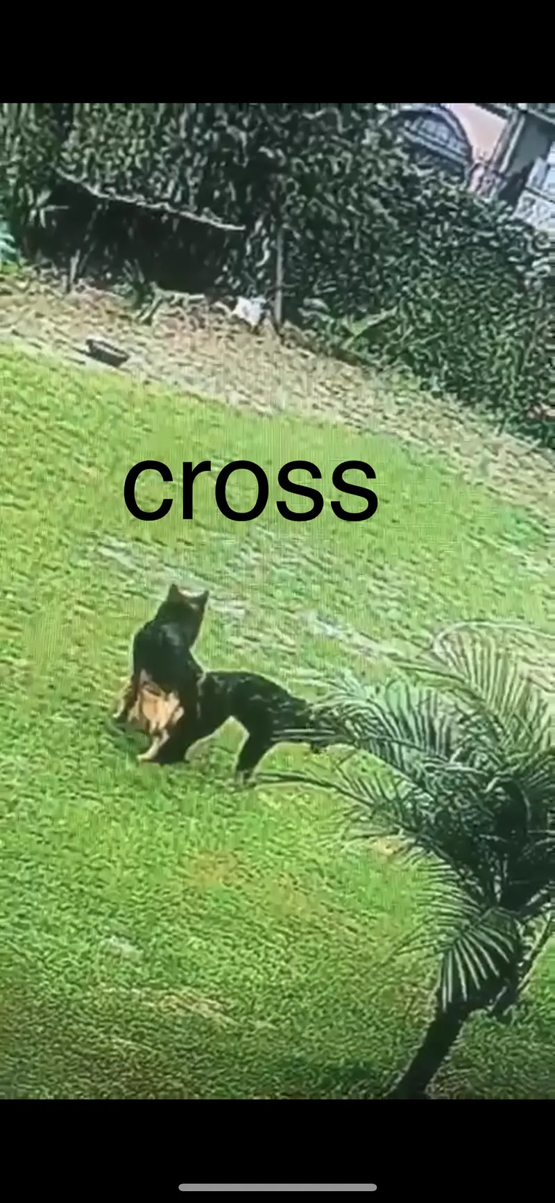 #BLACK_GSD_PUPS_LONG_COAT_HEAVY_BONE — photo 7