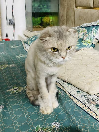 Scottish fold female