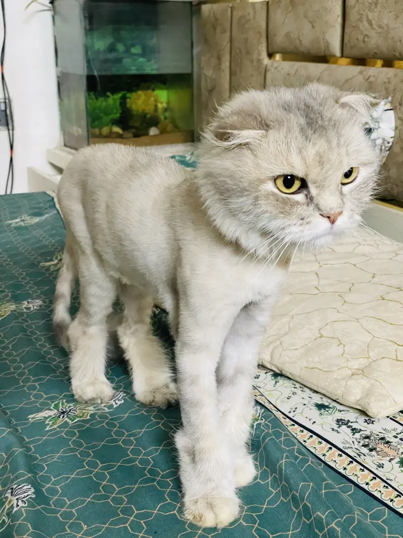 Scottish fold female — photo 2
