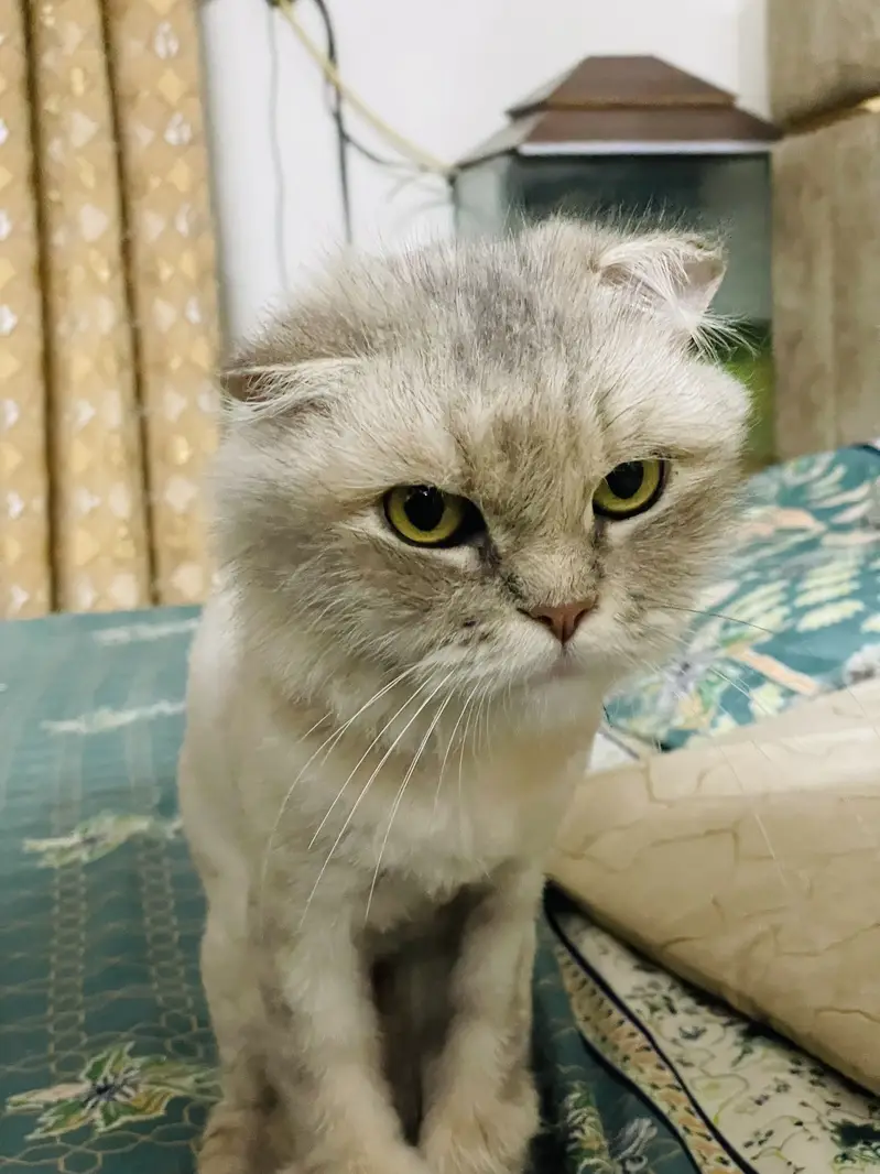 Scottish fold female — photo 3
