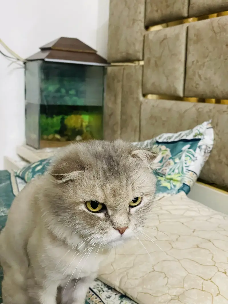 Scottish fold female — photo 4