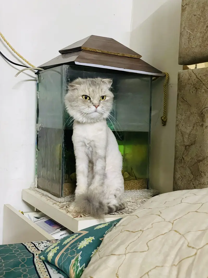 Scottish fold female — photo 5