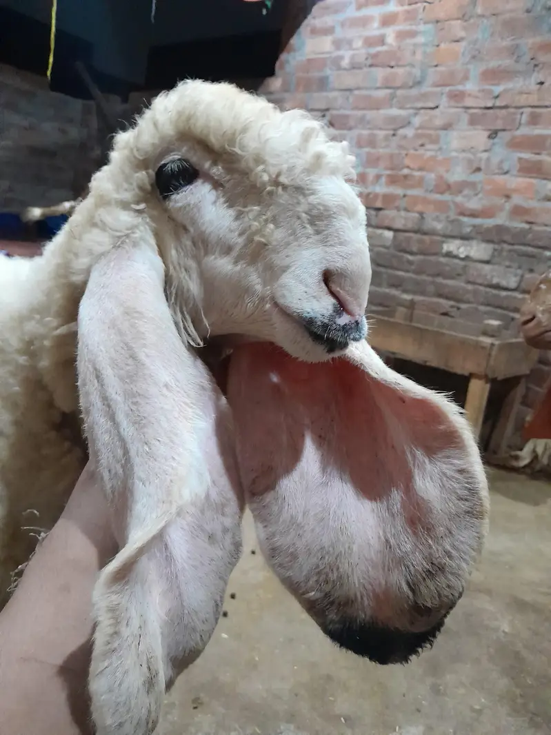kjla chatra — photo 2