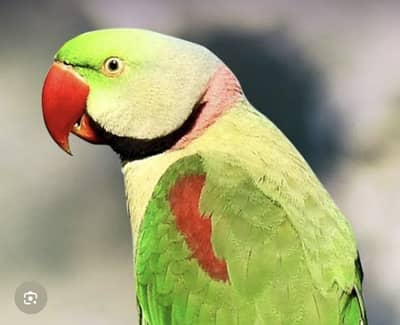 kashmari raw parrot