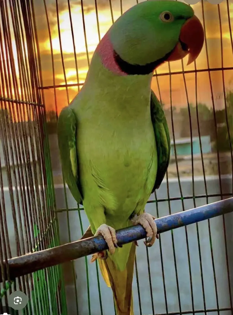 kashmari raw parrot — photo 3