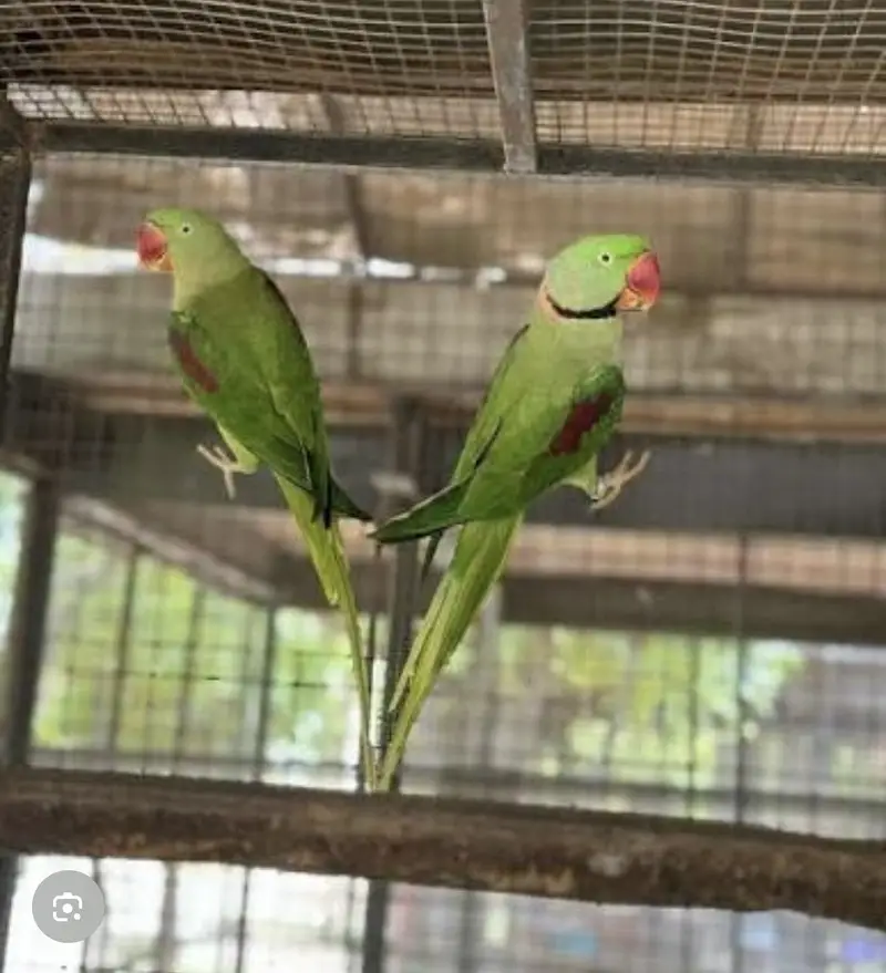 kashmari raw parrot — photo 4