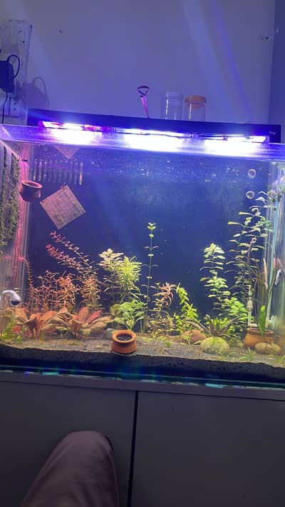 Aquarium plants