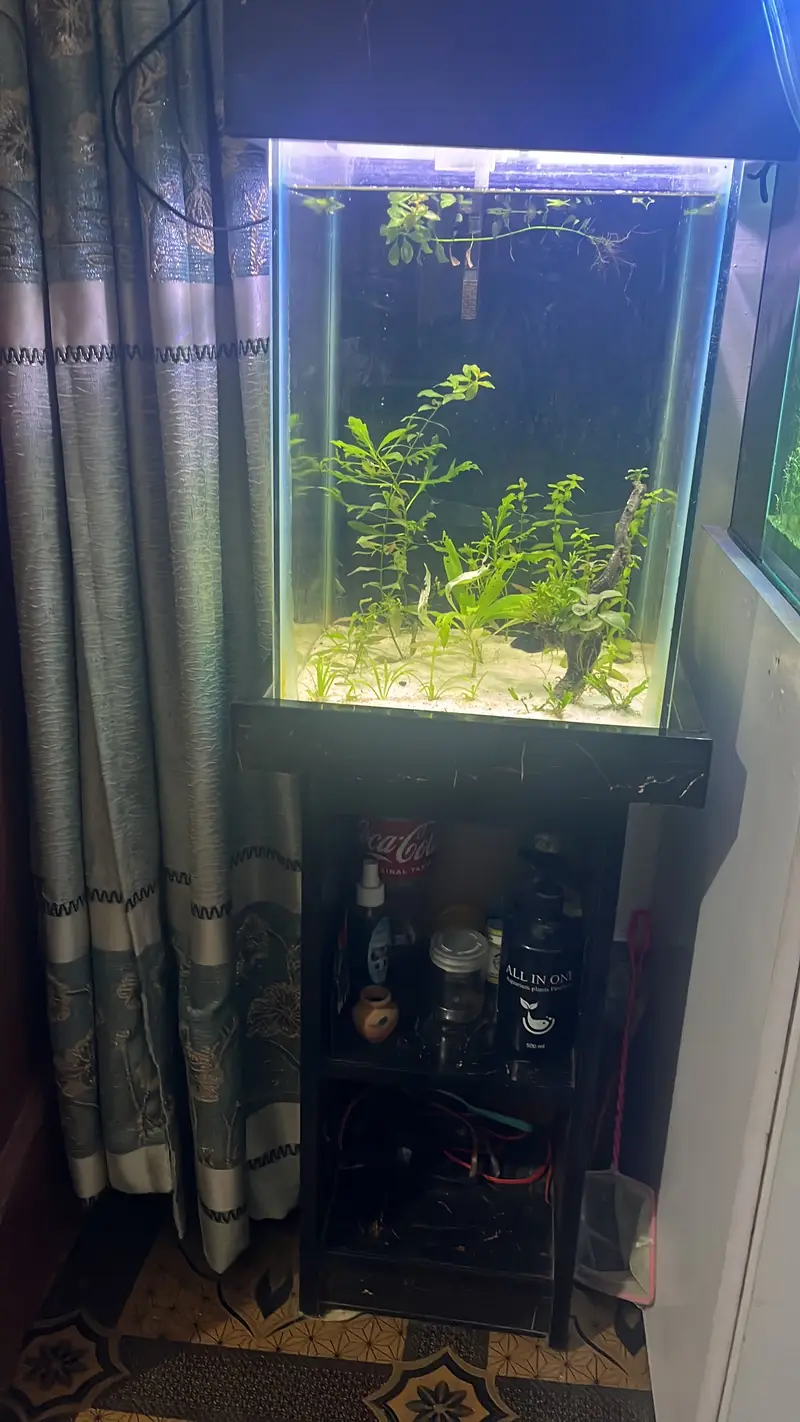 Aquarium plants — photo 2