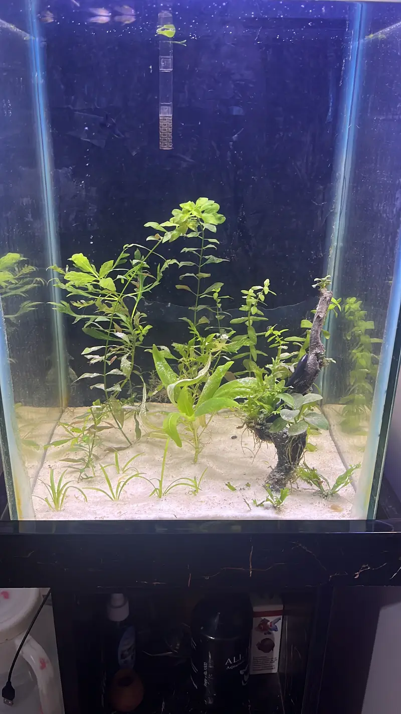 Aquarium plants — photo 3