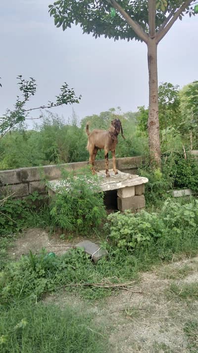sale male goat
