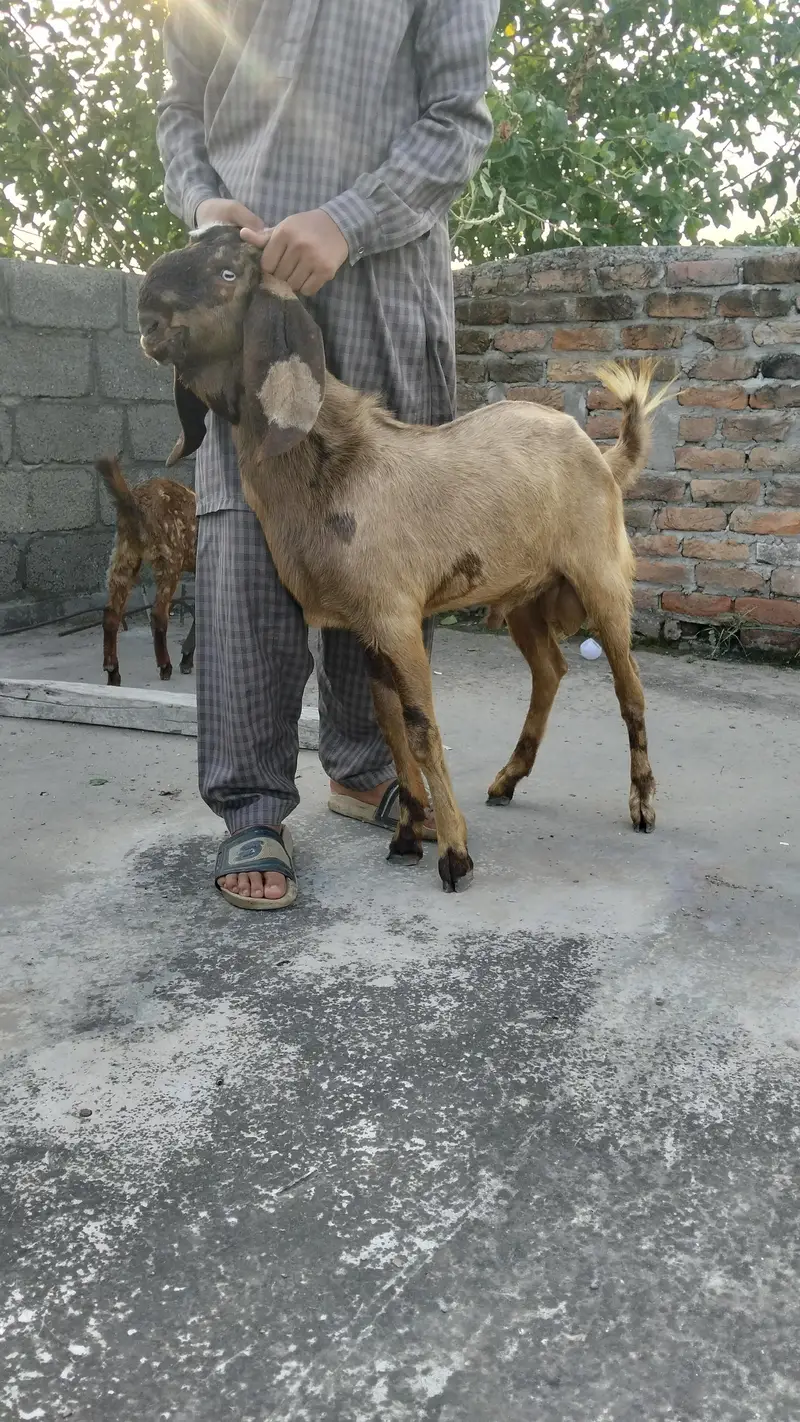sale male goat — photo 2