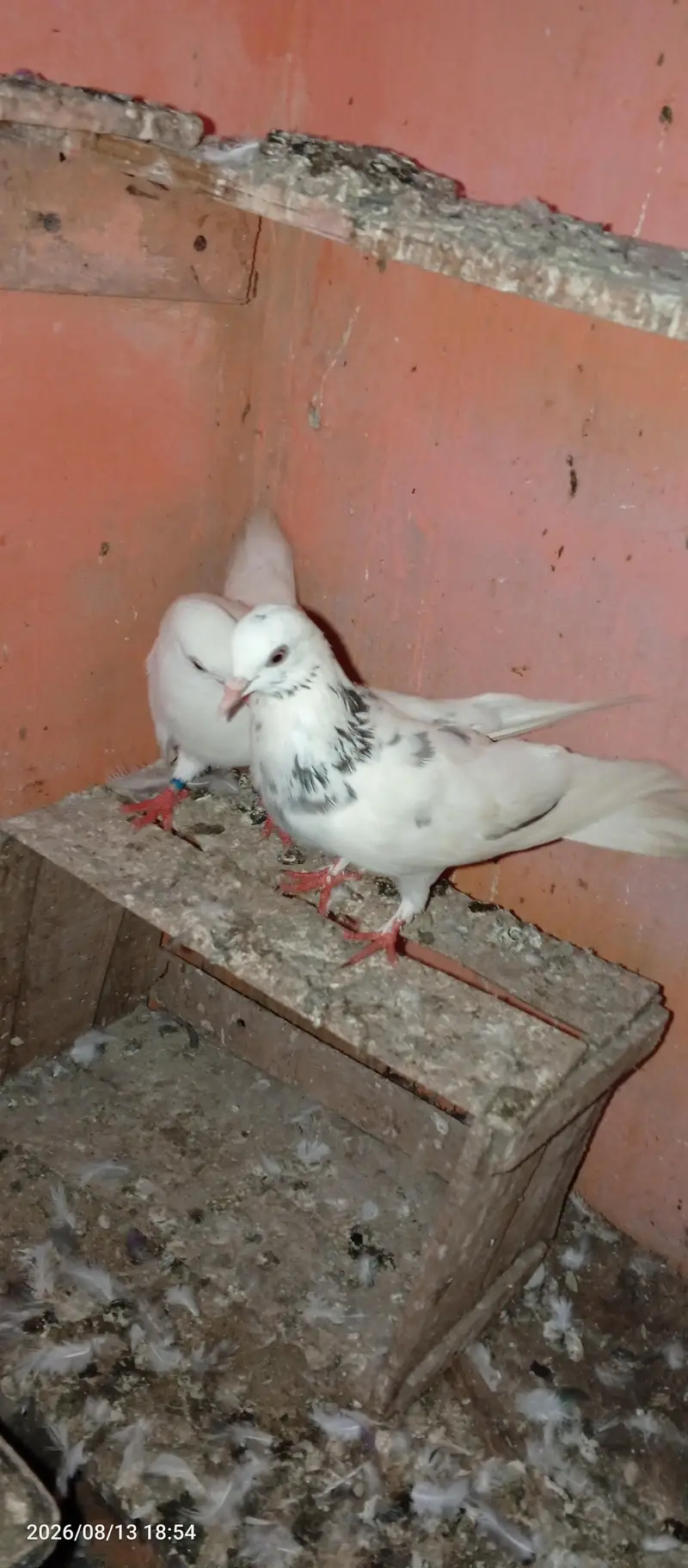 low flayer 3pice — photo 4