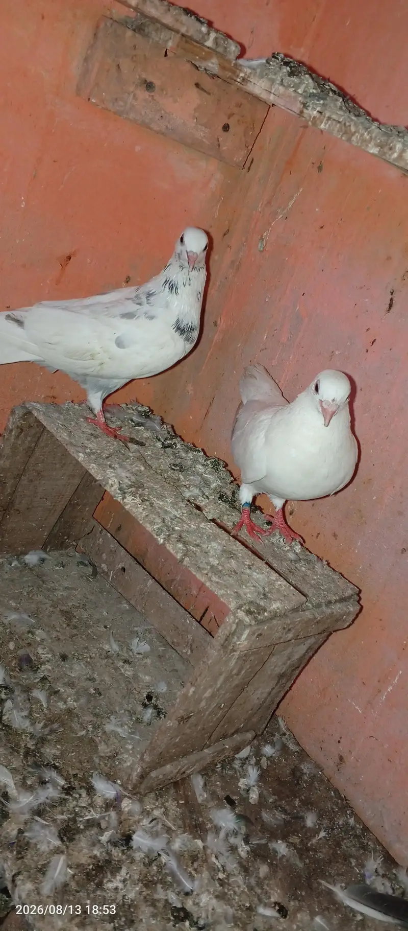 low flayer 3pice — photo 9