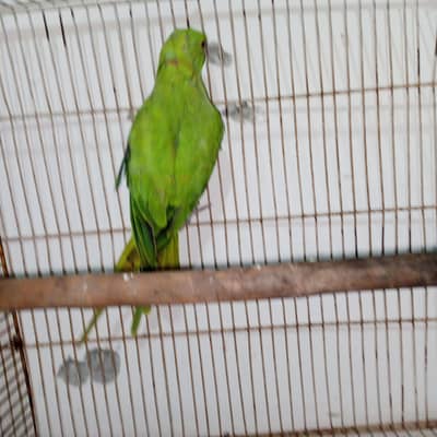 Ringeck kajla male for sale 03350763912