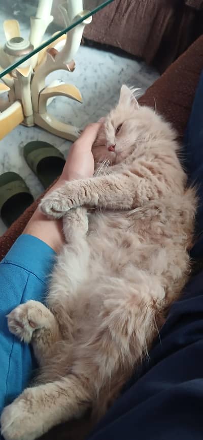 Persian Female Triple Coat Cat/Kitten