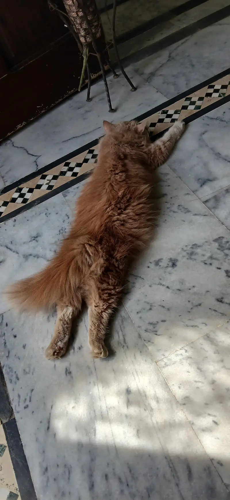 Persian Female Triple Coat Cat/Kitten — photo 2