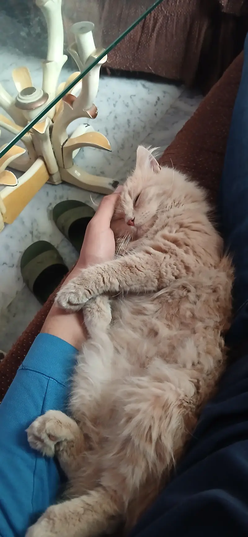 Persian Female Triple Coat Cat/Kitten — photo 3