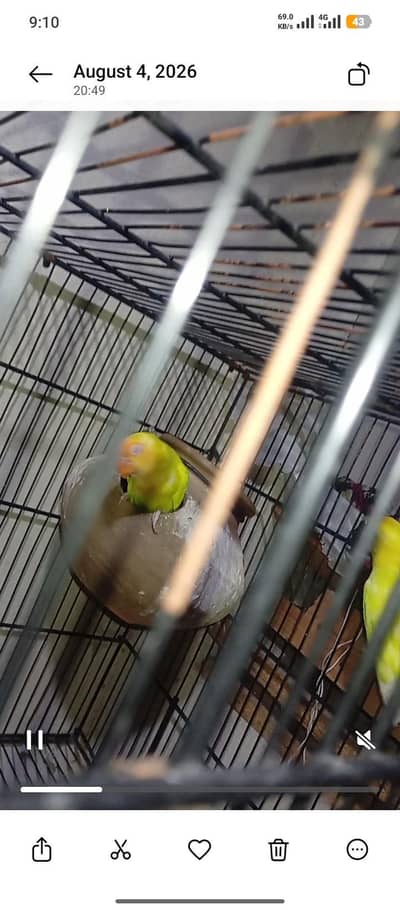 Love Bird - 9 Pieces