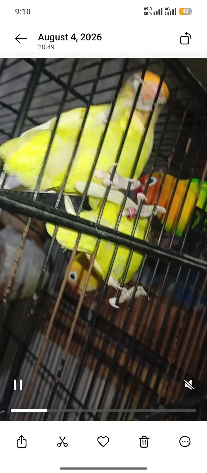 Love Bird - 9 Pieces — photo 2