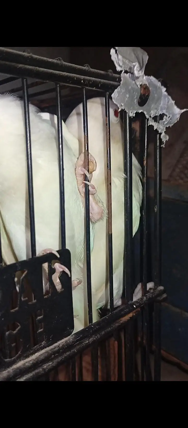Love Bird - 9 Pieces — photo 5