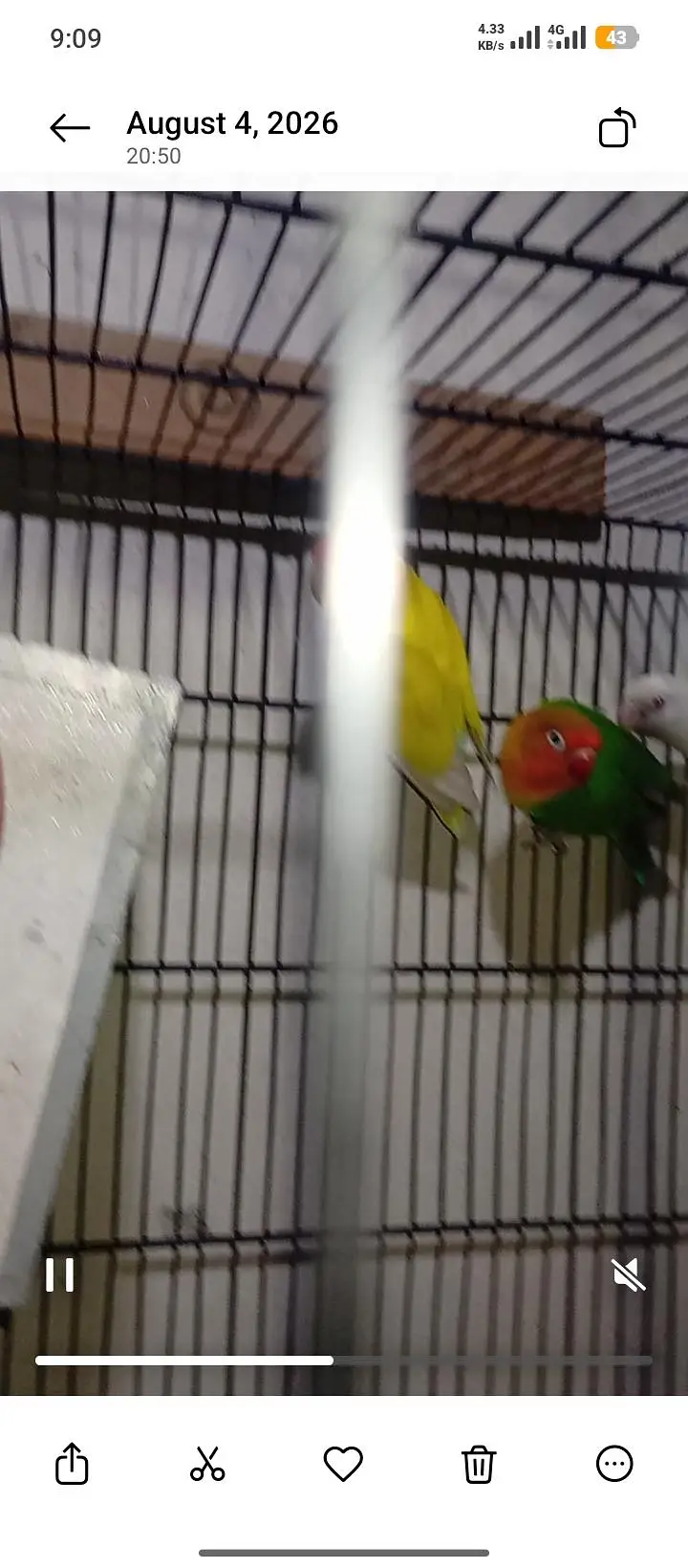 Love Bird - 9 Pieces — photo 7