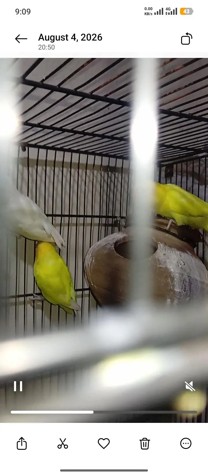 Love Bird - 9 Pieces — photo 8