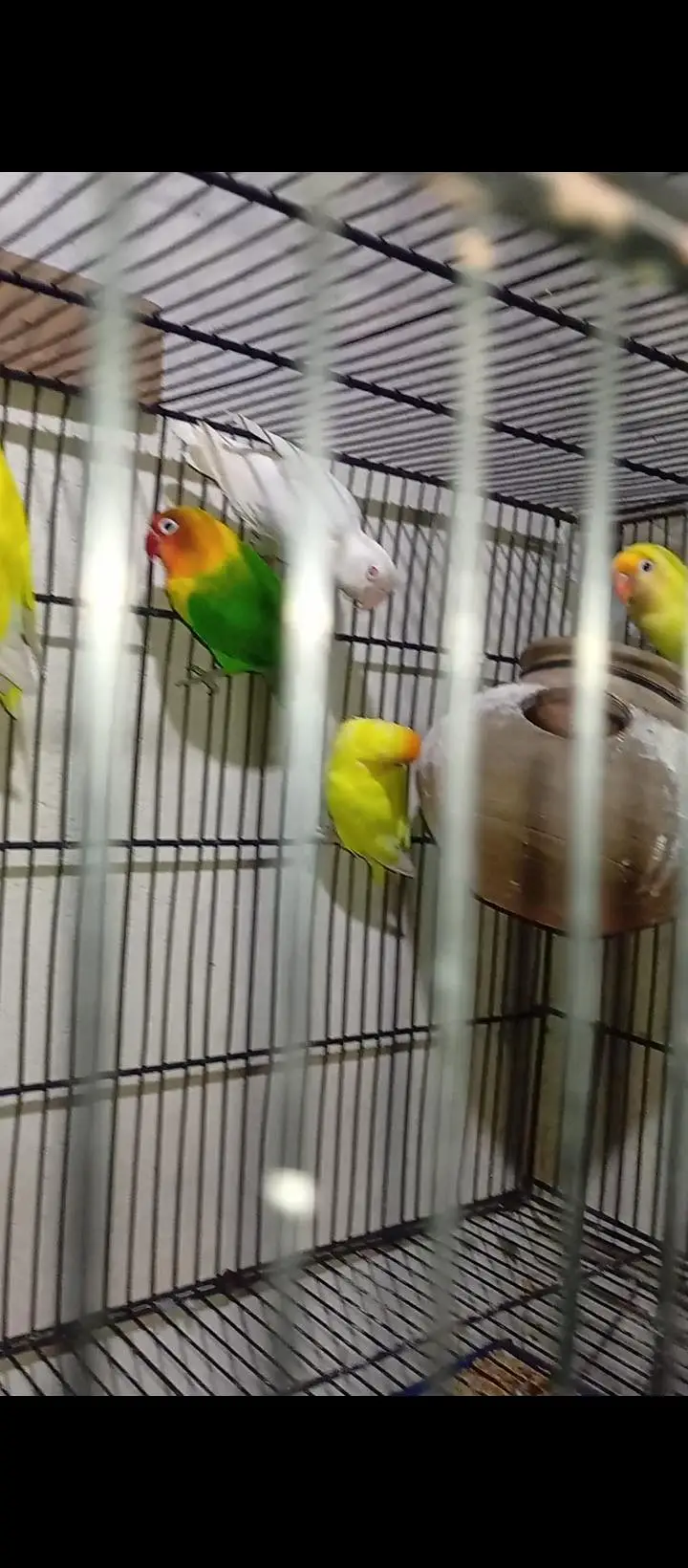Love Bird - 9 Pieces — photo 9
