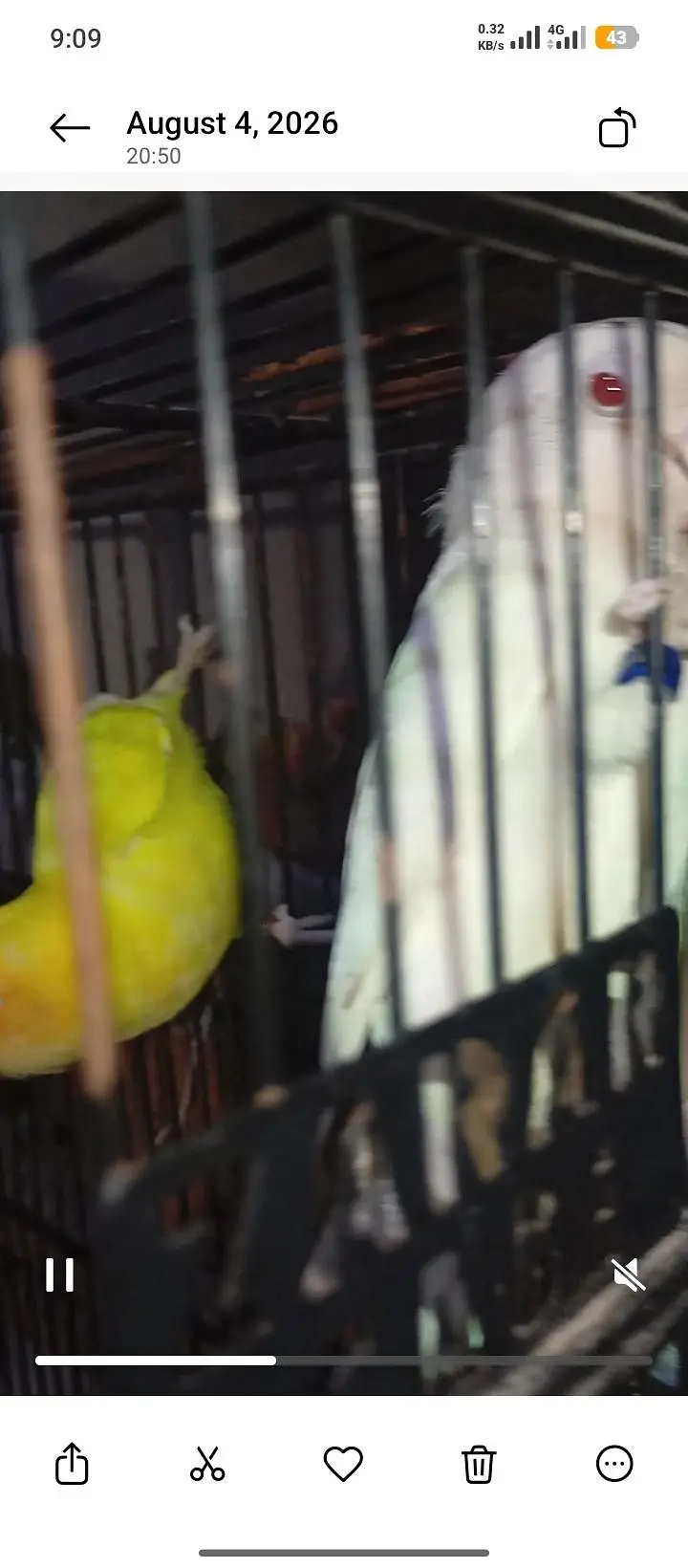 Love Bird - 9 Pieces — photo 10