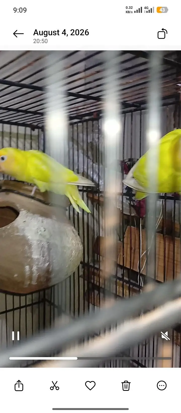 Love Bird - 9 Pieces — photo 11