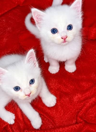 Persian kittens