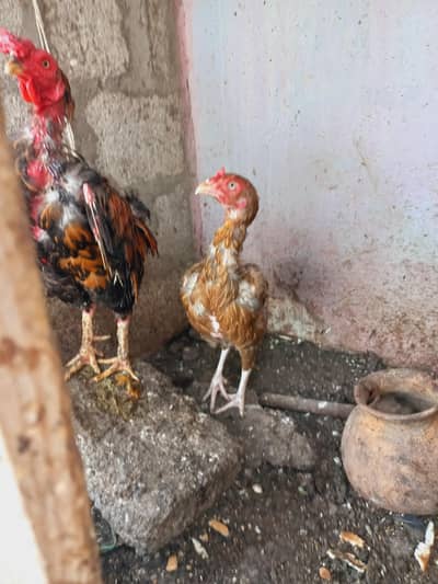 Differnts Hens For Sale.