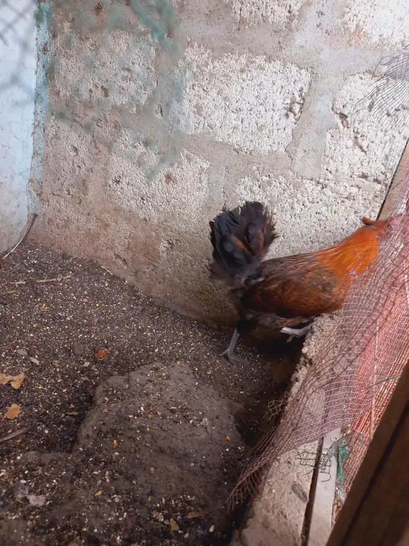 Differnts Hens For Sale. — photo 2