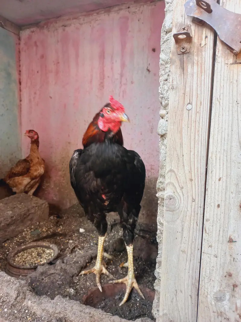 Differnts Hens For Sale. — photo 3