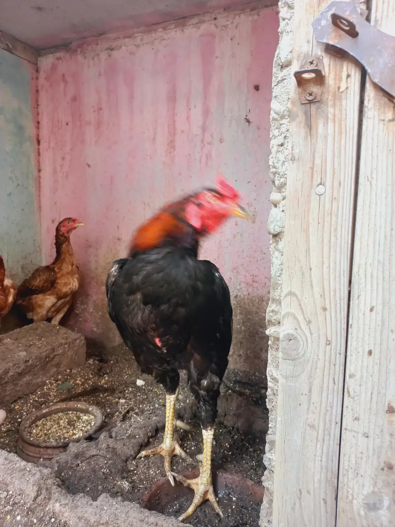 Differnts Hens For Sale. — photo 4