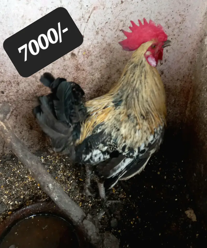 Differnts Hens For Sale. — photo 5