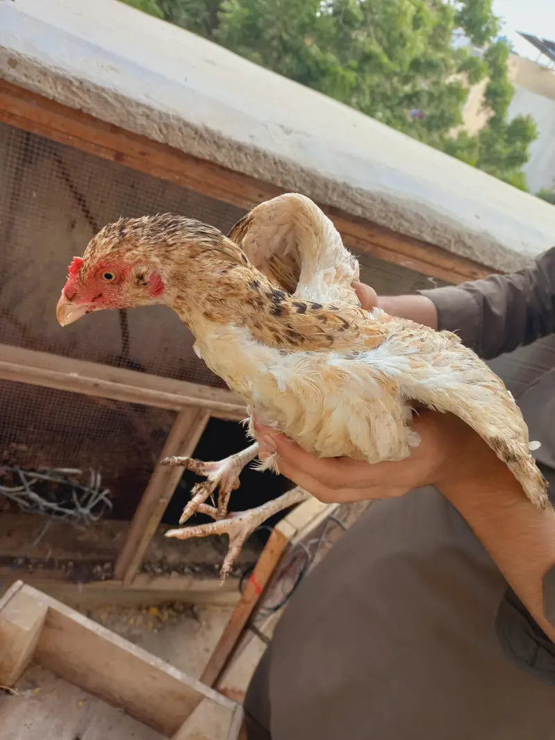 Differnts Hens For Sale. — photo 6