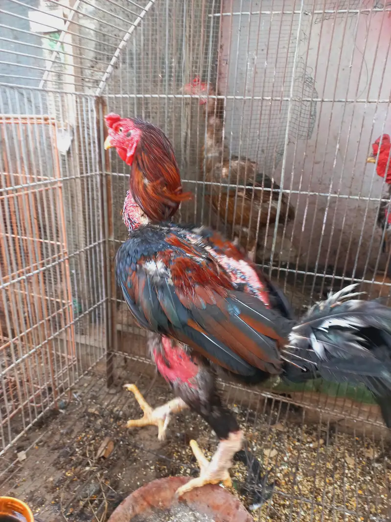 Differnts Hens For Sale. — photo 7