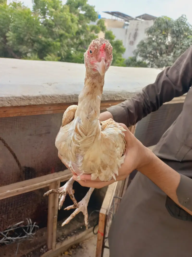 Differnts Hens For Sale. — photo 8