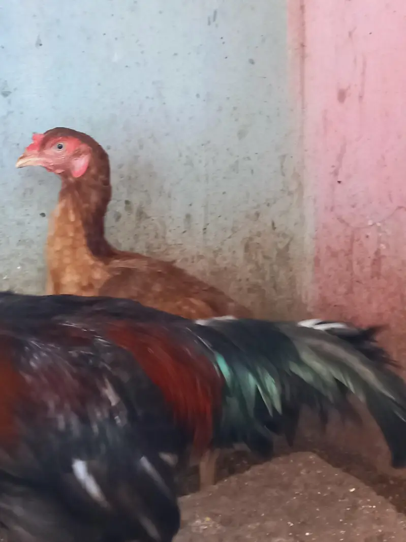 Differnts Hens For Sale. — photo 9