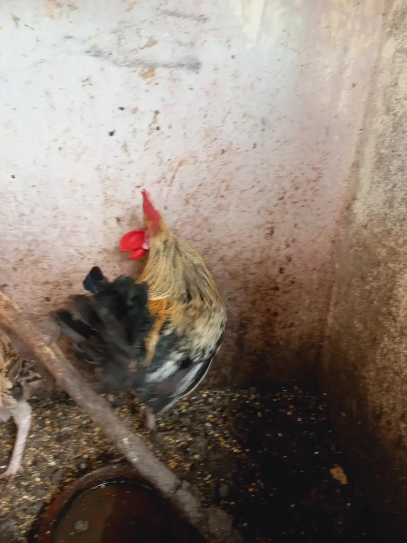 Differnts Hens For Sale. — photo 10