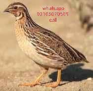 jungli batair quail age 2 month