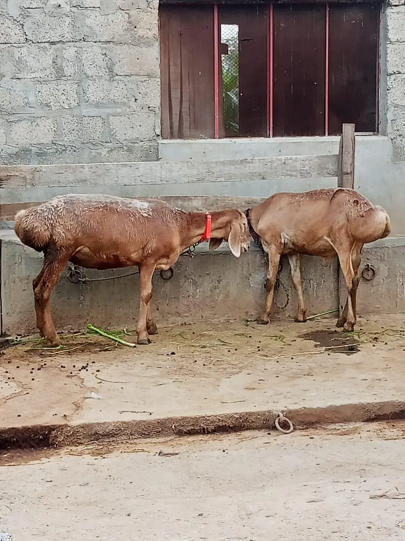 Kabli Dumby — photo 2