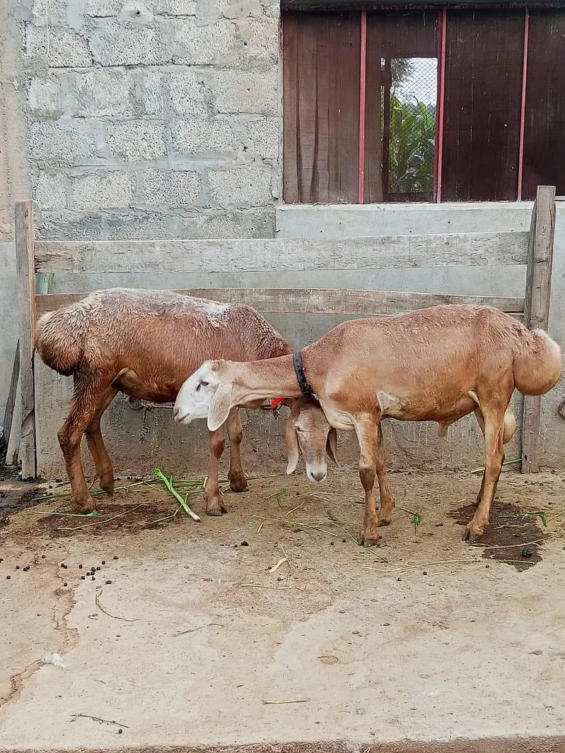 Kabli Dumby — photo 3