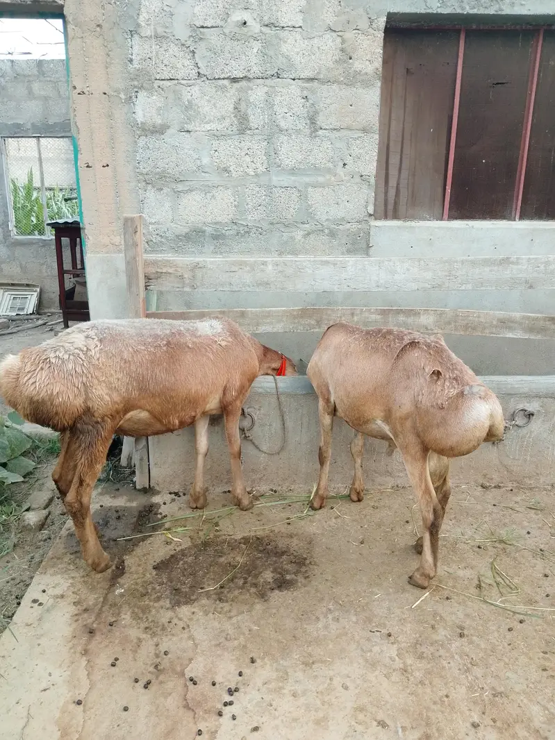 Kabli Dumby — photo 4