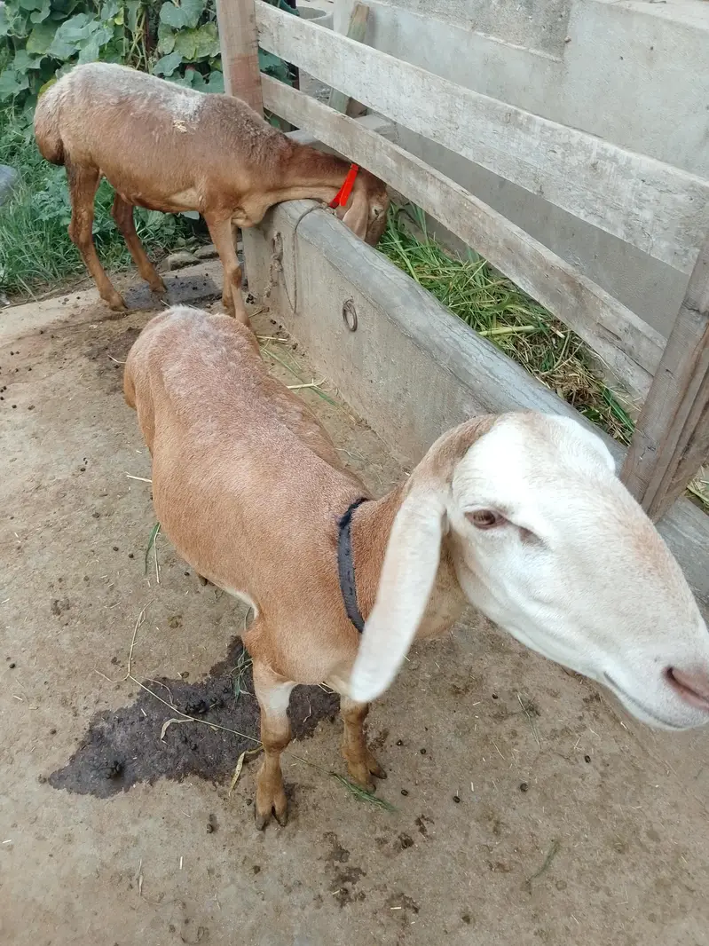 Kabli Dumby — photo 7