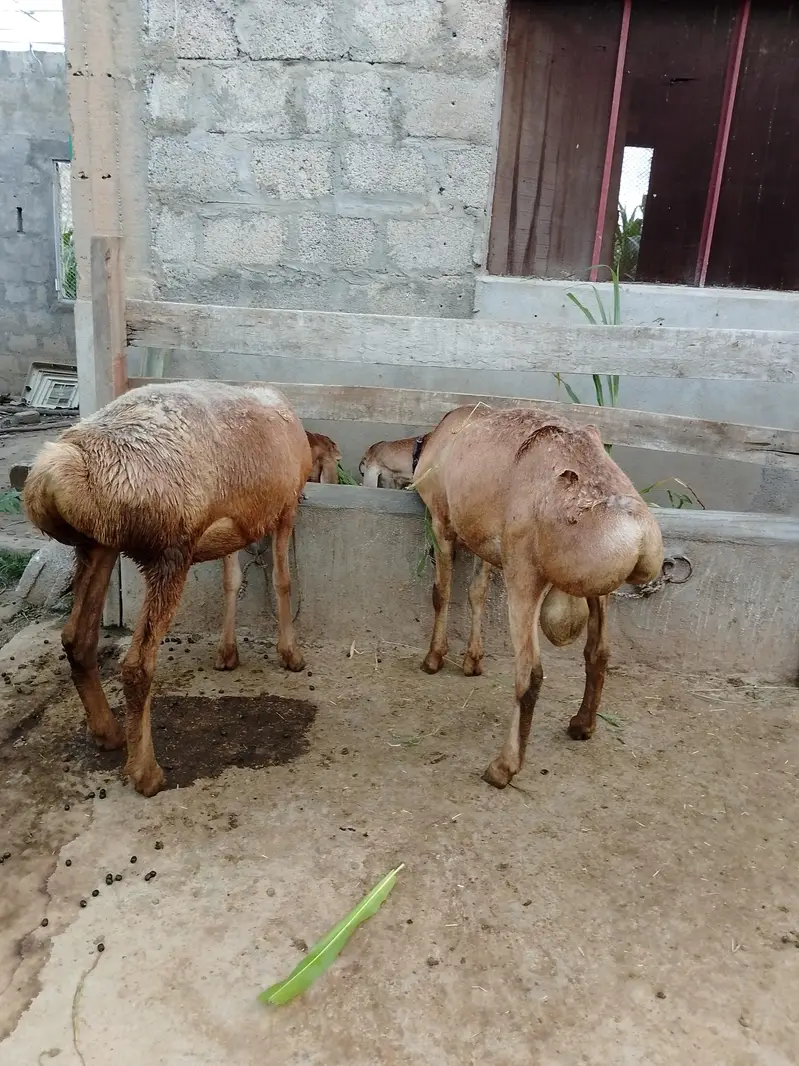 Kabli Dumby — photo 8