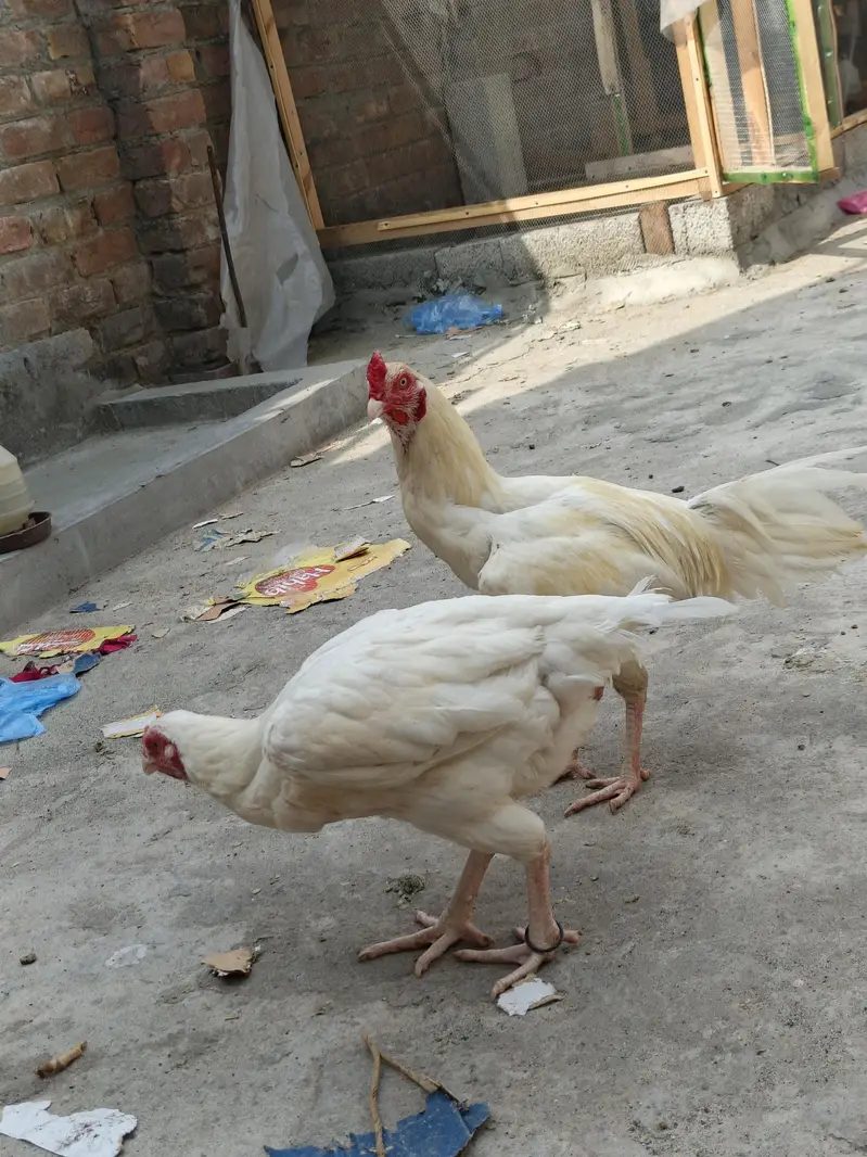 Heera Madi for sale — photo 6