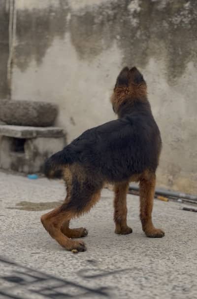 German shepherd Long coat black mask pink pedigree female puppy