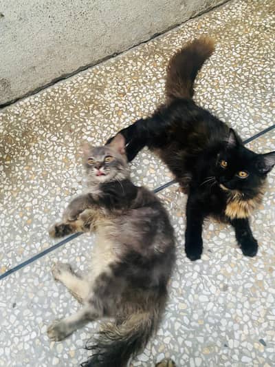Male and Female persian cat